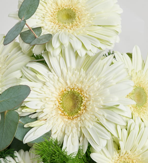 Beyaz Çizgili Polimer Vazoda Beyaz Gerbera Çiçekleri - ikinci gorsel