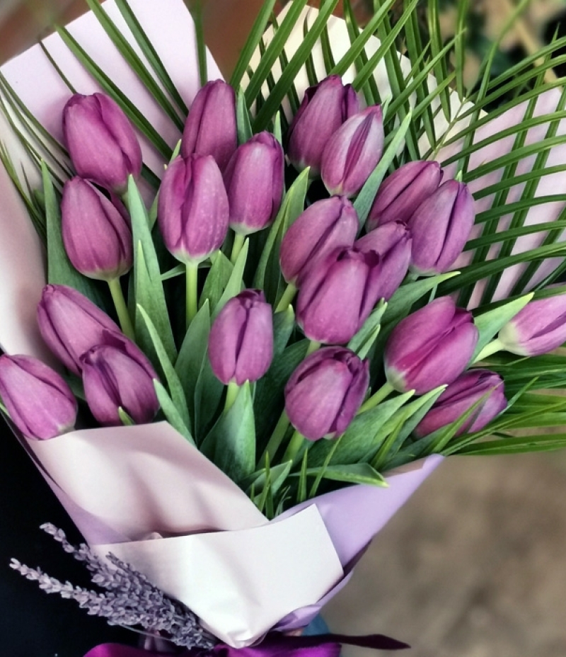 Tulip Era Purple Color