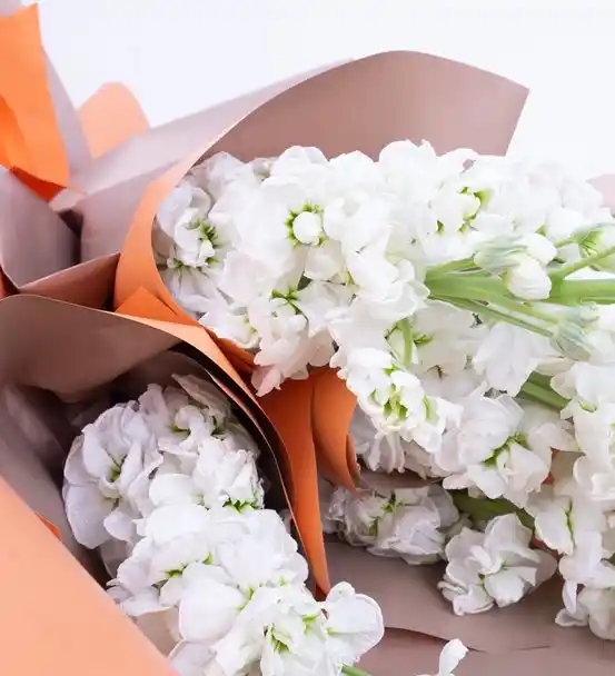 White Swan Mis Kokulu Şebboy Buketi