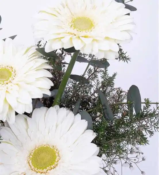3 States Of Beyaz Gerbera Aranjmanı