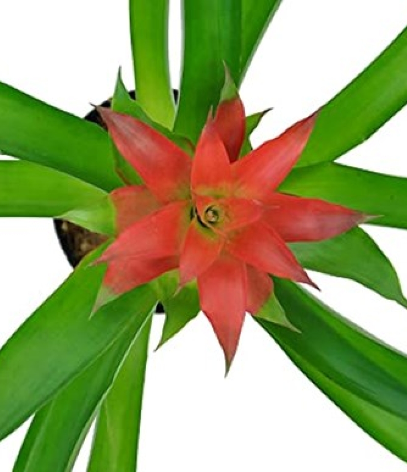 Bromelia Canlı İç Mekan Bitkisi - ikinci gorsel