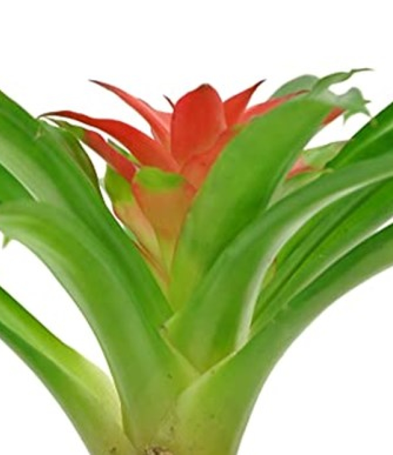 Bromelia Canlı İç Mekan Bitkisi