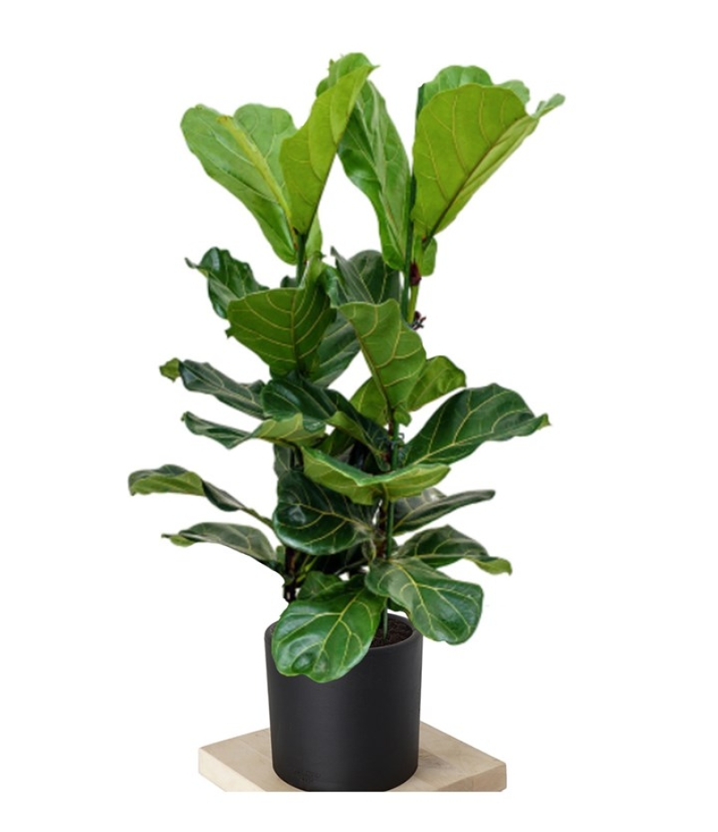 Ficus Lyrata Keman Yapraklı Kauçuk Bitkisi