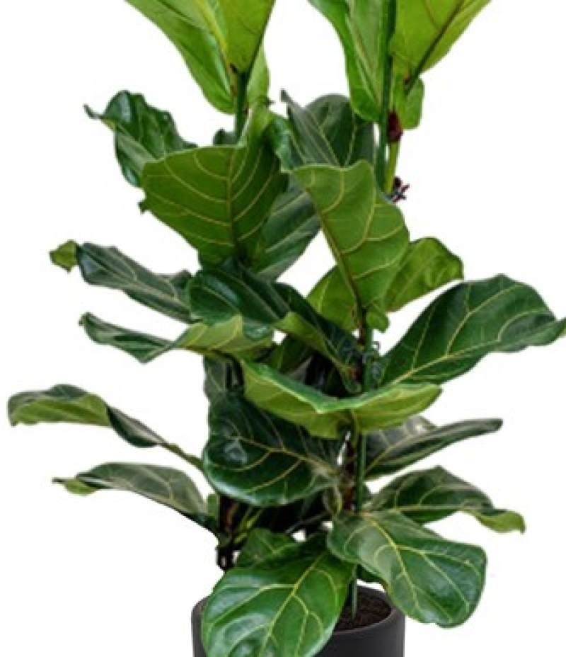 Ficus Lyrata Keman Yapraklı Kauçuk Bitkisi