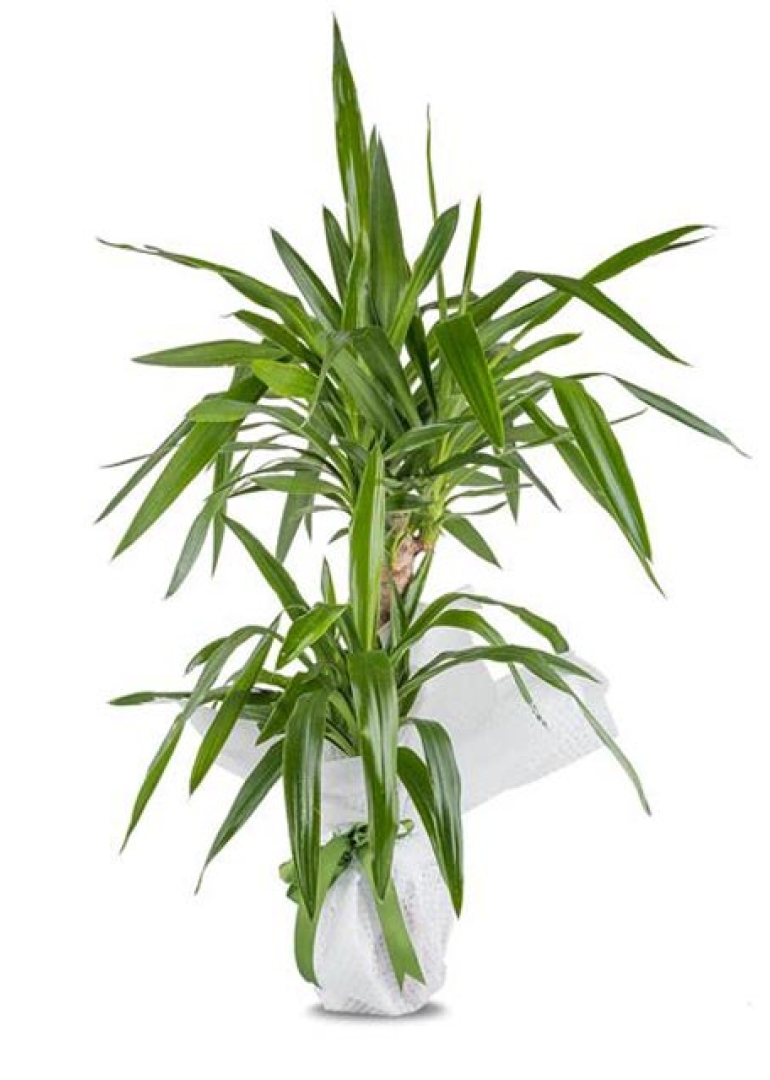 2 Gövdeli Yuka ( Yucca )