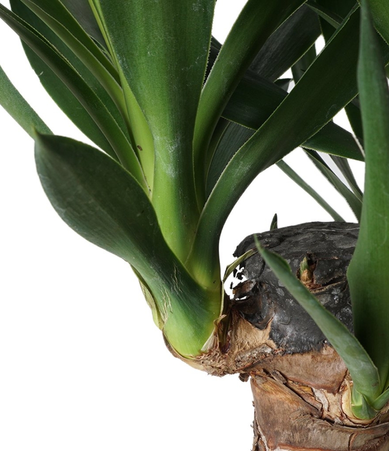 2 Gövdeli Yuka ( Yucca )