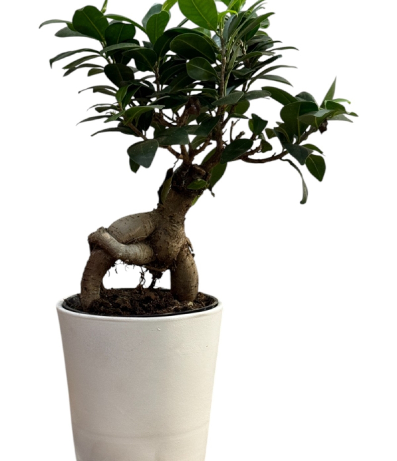 Bonsai (Ficus Ginseng)