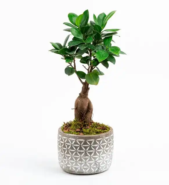 Bonsai (Ficus Ginseng)