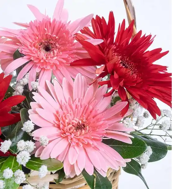2 Kırmızı 3 Pembe Gerbera Çiçek Sepeti