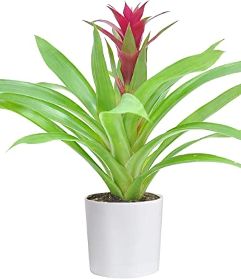 Bromelia Canlı İç Mekan Bitkisi