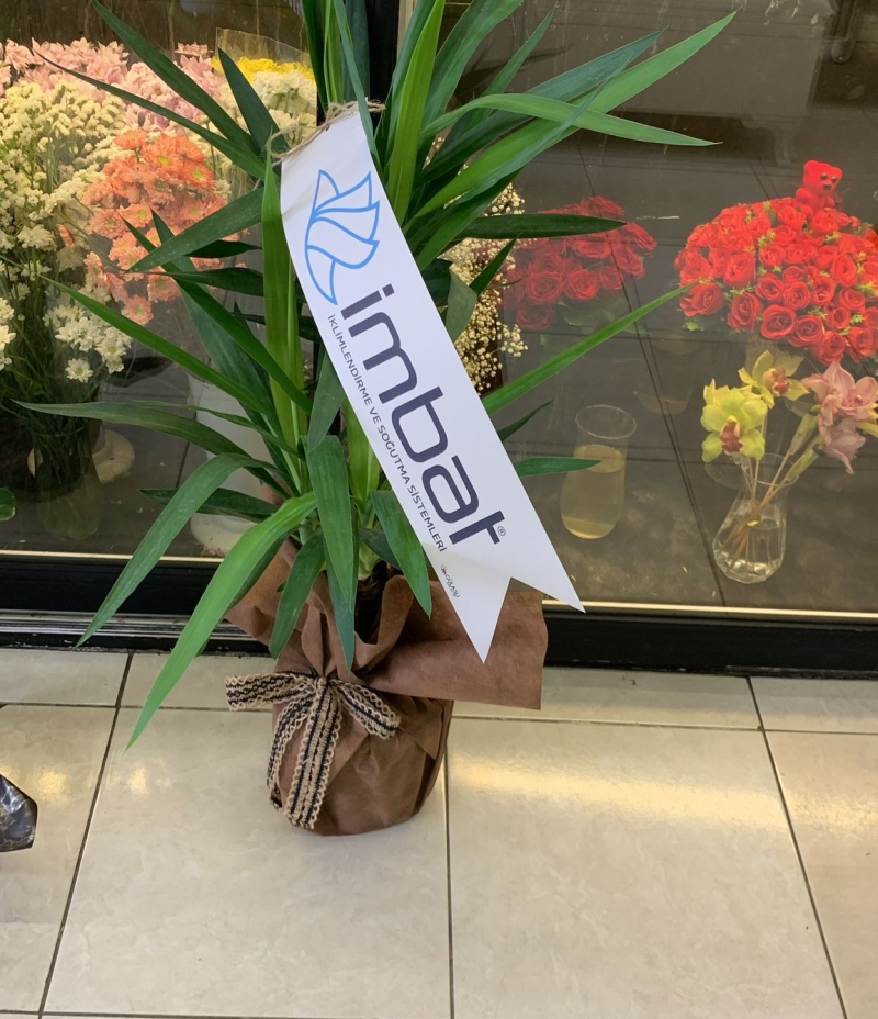 2 Gövdeli Yuka ( Yucca )