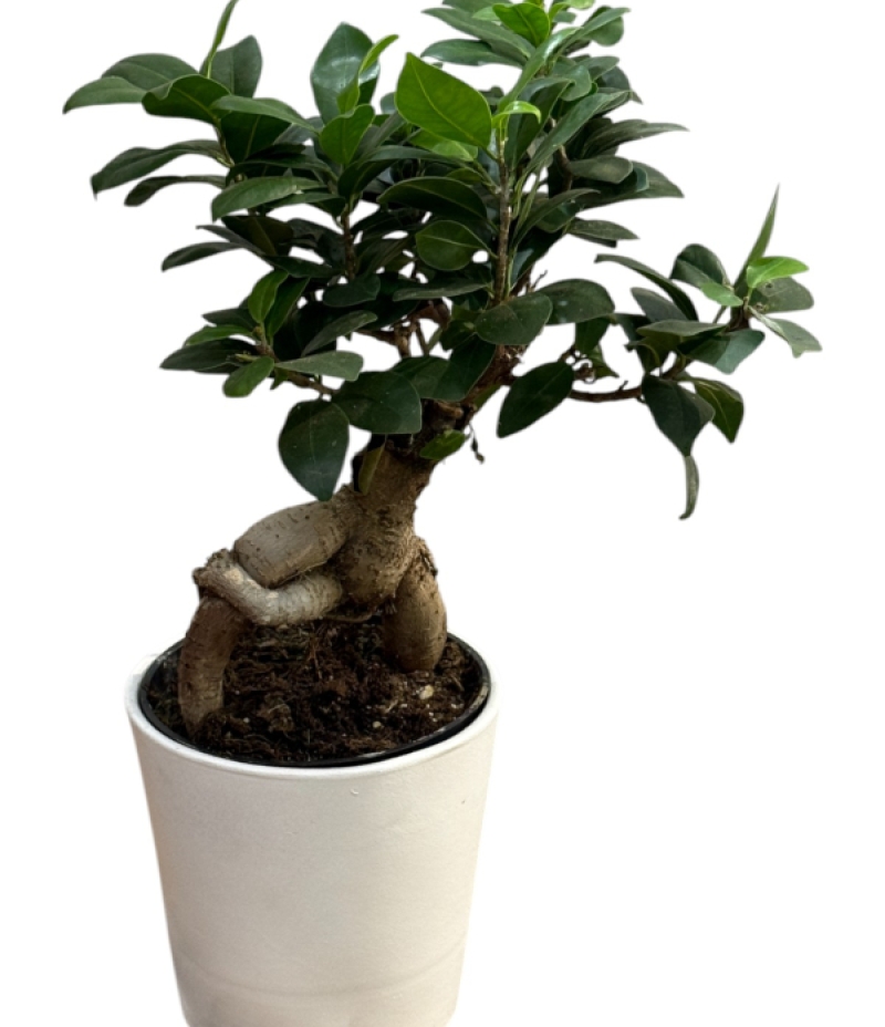 Bonsai (Ficus Ginseng)