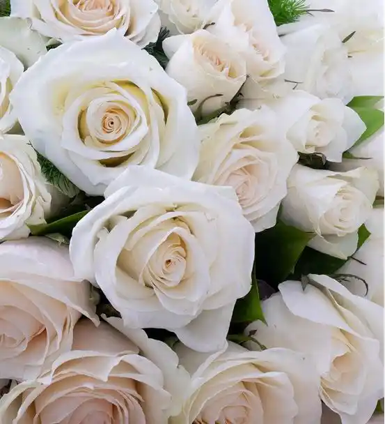 White Roses 29 Adet İthal Güller