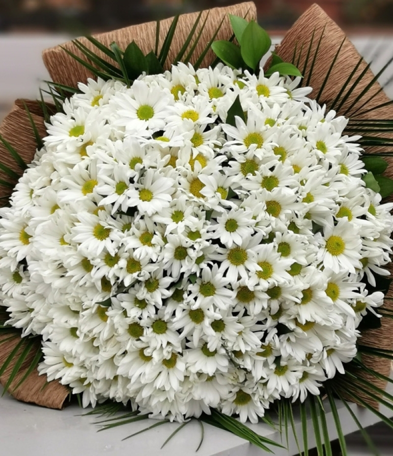 Kucak Dolusu Papatya