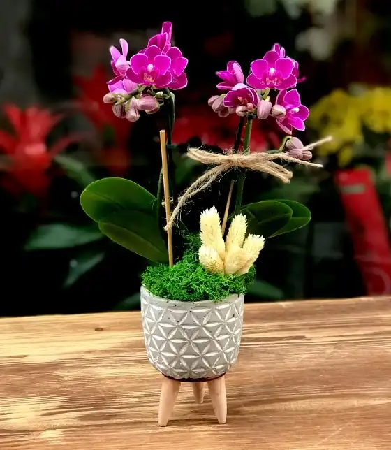 Mini Orkide